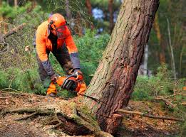 Best Tree and Shrub Care  in Salado, TX