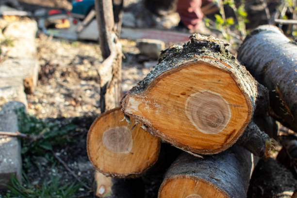 Best Storm Damage Tree Cleanup  in Salado, TX