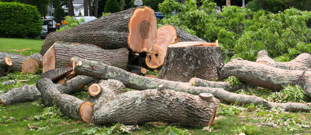 Best Tree Maintenance Programs  in Salado, TX