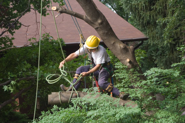 Best Fruit Tree Pruning  in Salado, TX