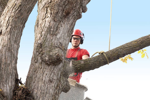 Best Palm Tree Trimming  in Salado, TX